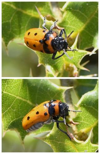 Réf. 233 091 : Tituboea biguttata